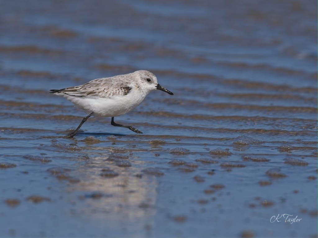 Sanderling