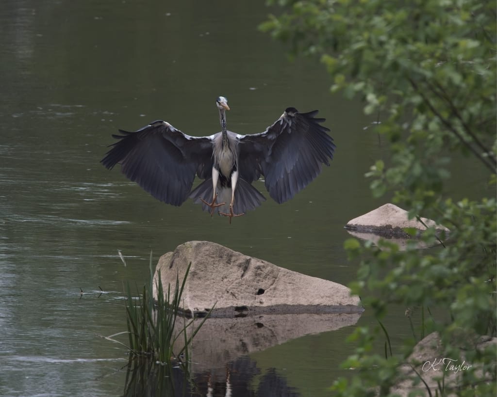 Grey Heron
