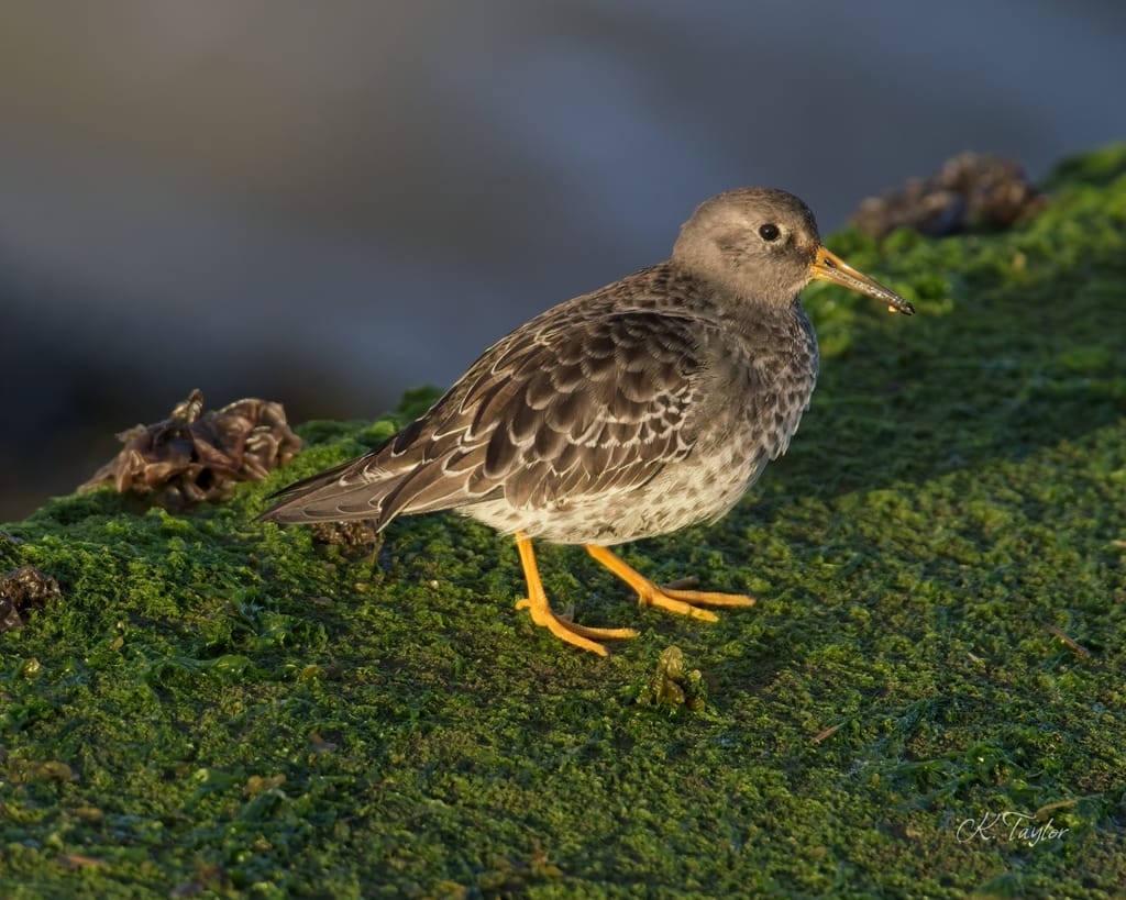 Purple Sandpiper