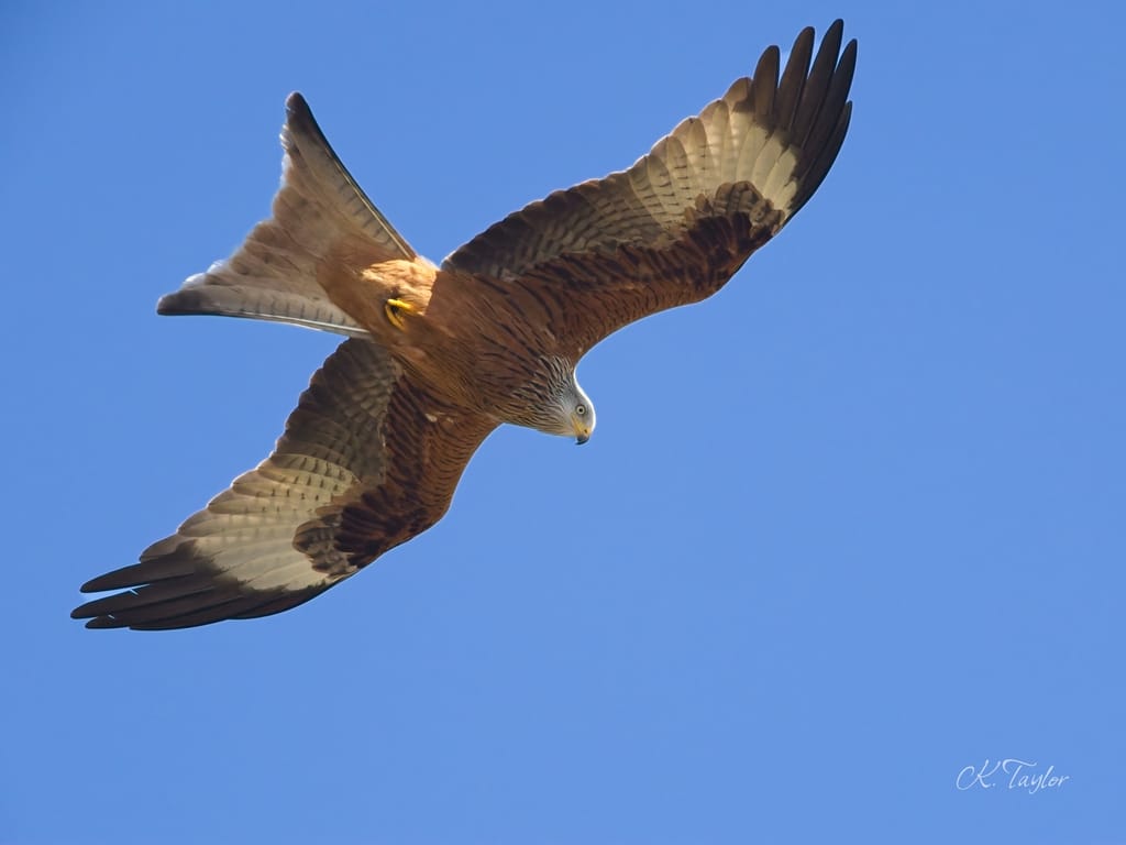 Red Kite