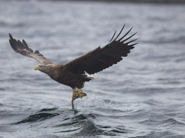 White-tailed Eagle