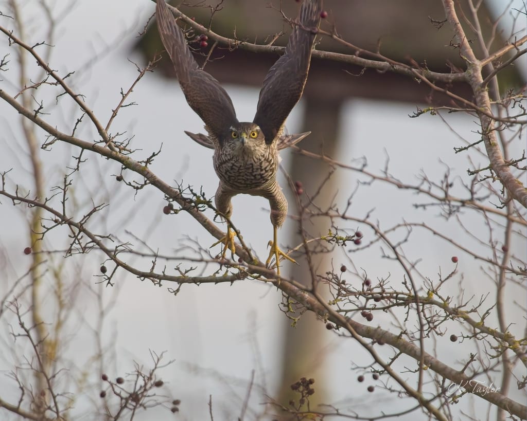 Sparrowhawk take-off