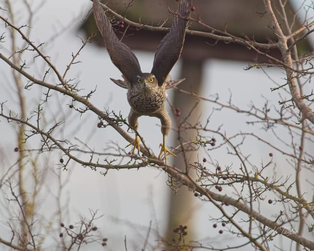 Sparrowhawk take-off