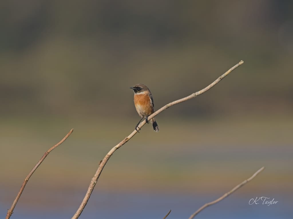 Stonechat