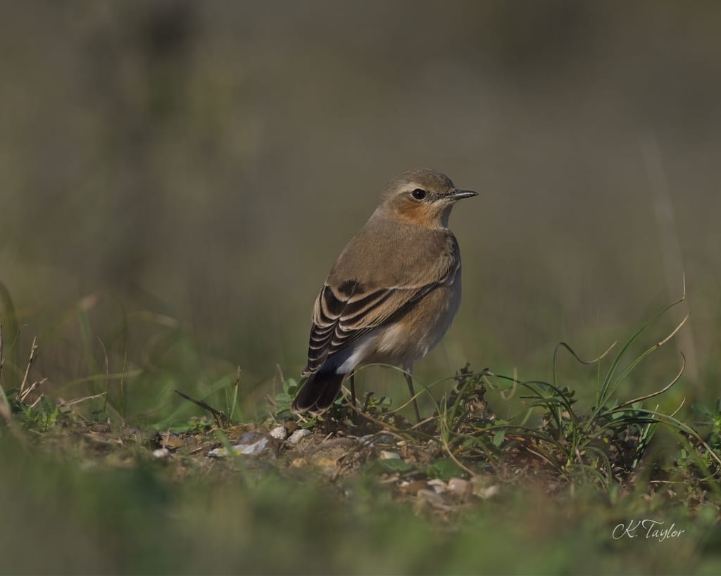 Wheatear