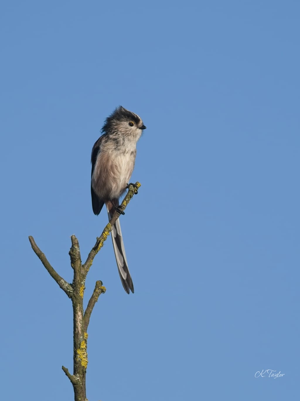 Long-tailed Tit