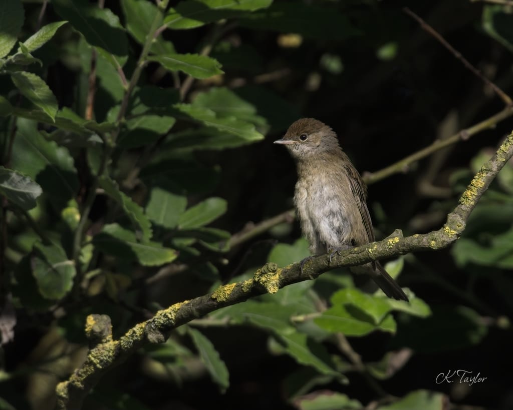 Juvenile Blackcap