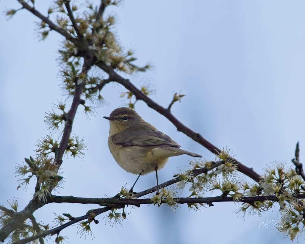 Chiffchaff