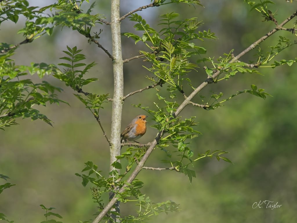 Singing Robin