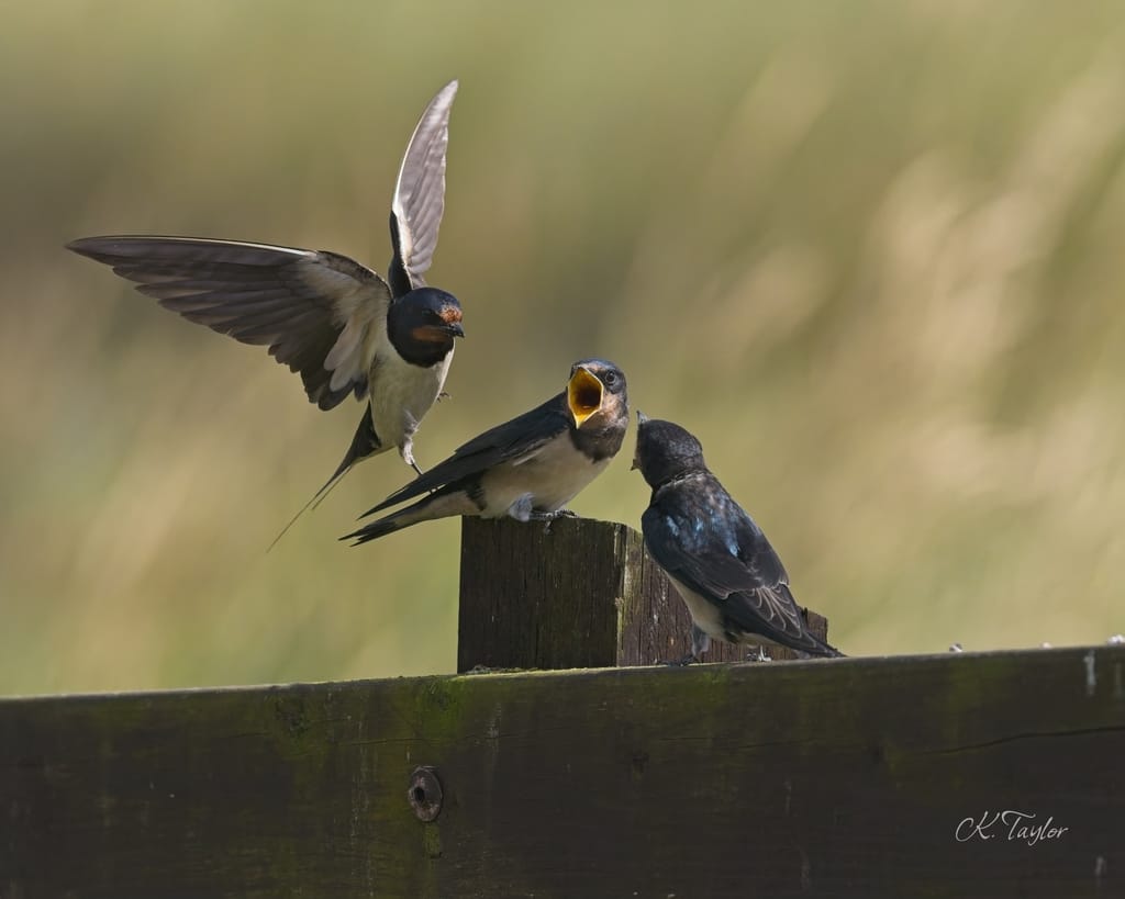 Barn swallow family