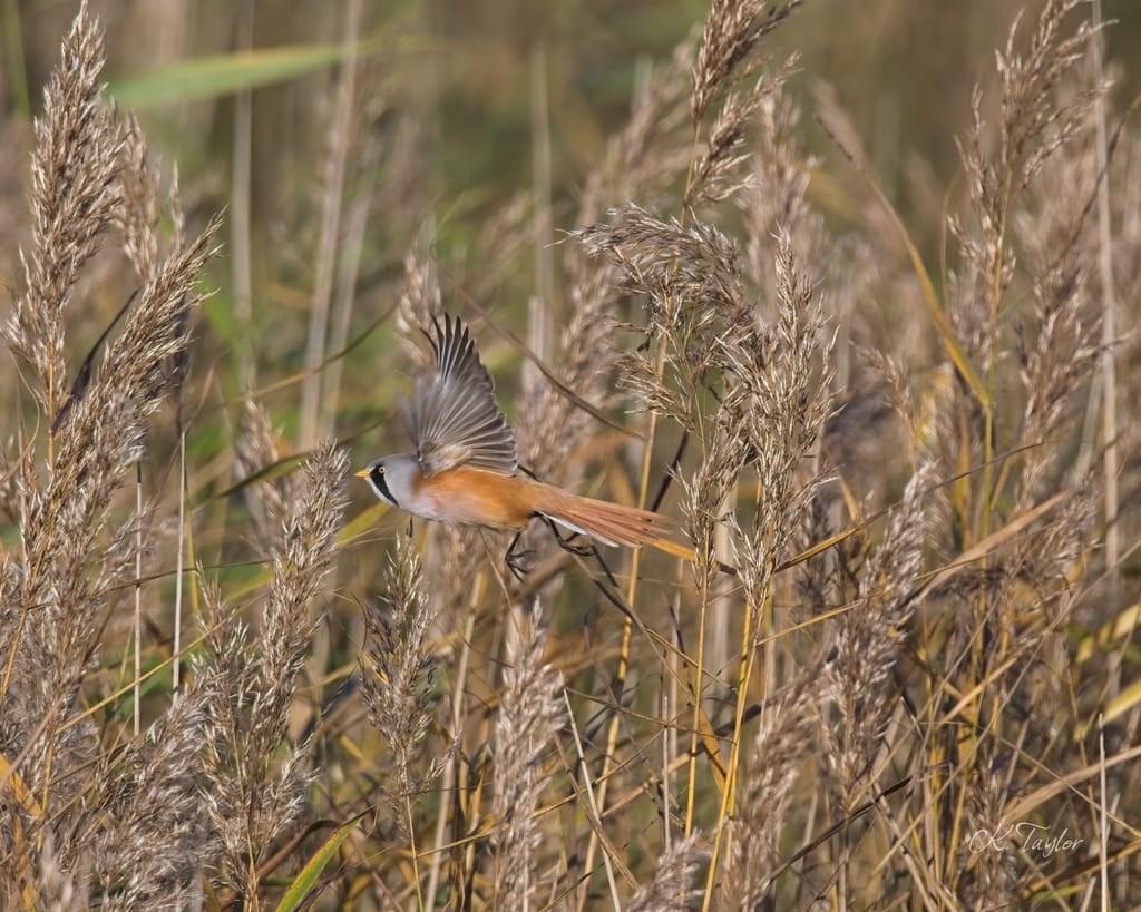 Male Bearded Reedling
