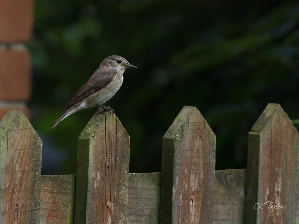 Spotted Flycatcher