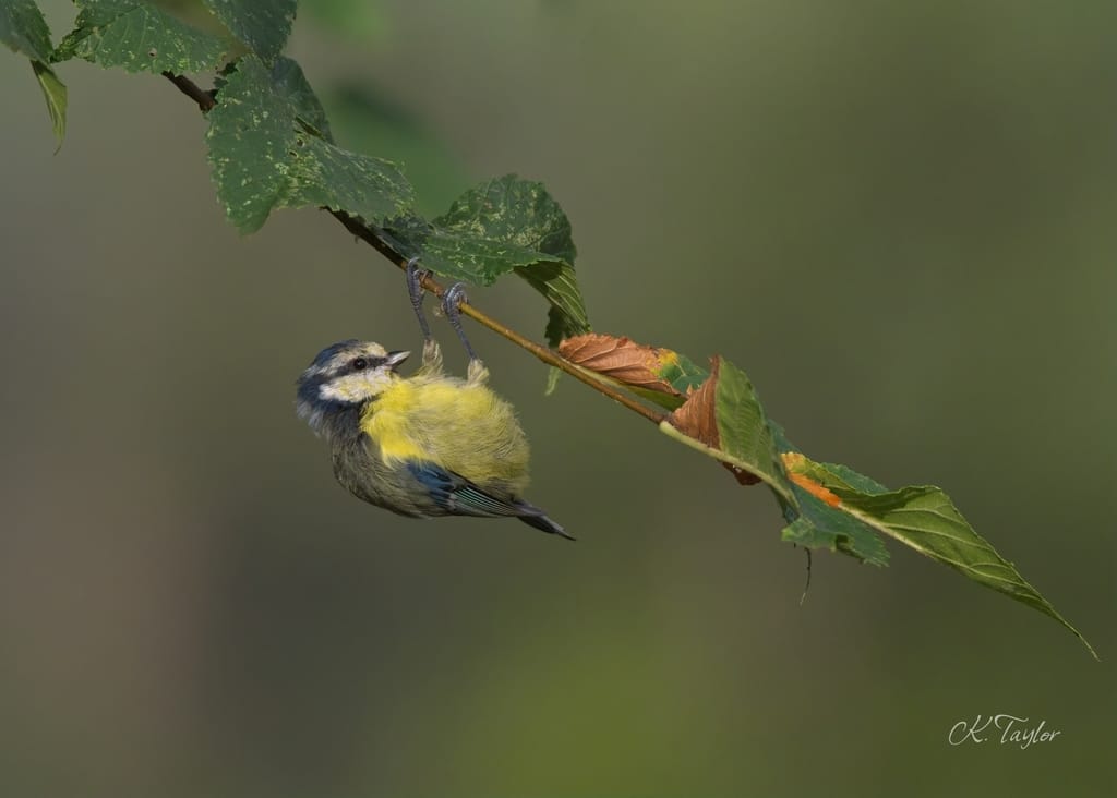 Acrobatic Blue Tit