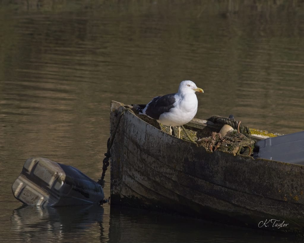Lesser Black-backed Gull