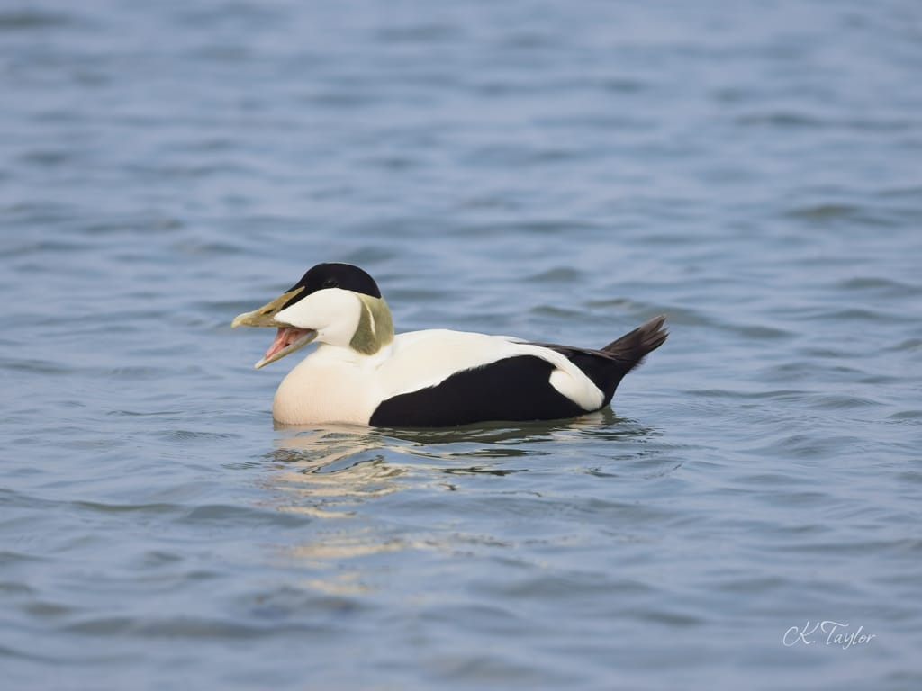 Eider