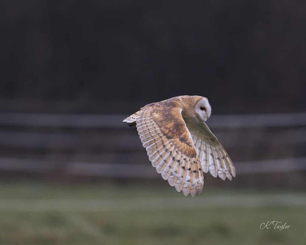 Barn Owl