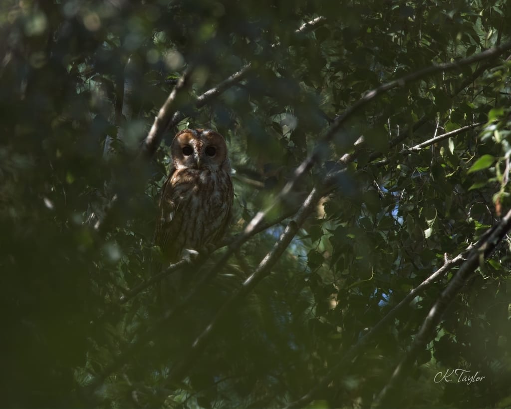 Tawny Owl
