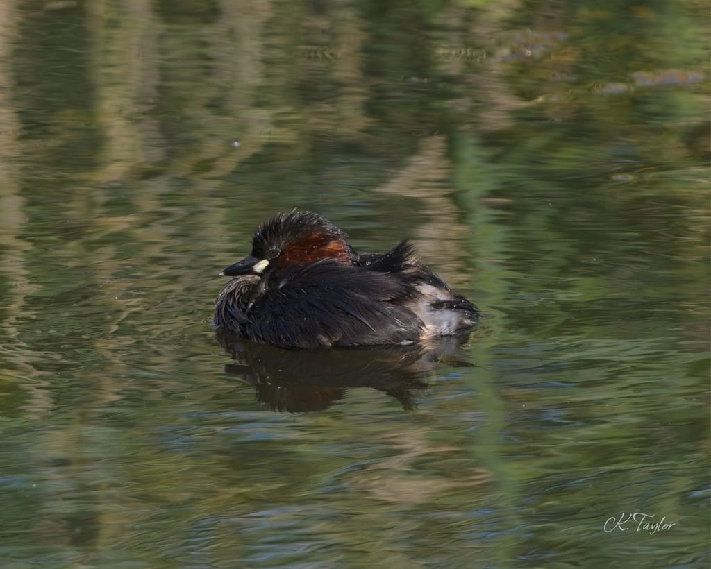 Little Grebe