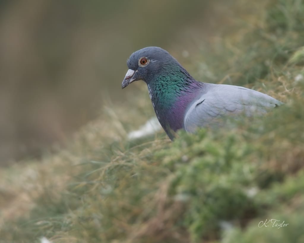 Feral Pigeon
