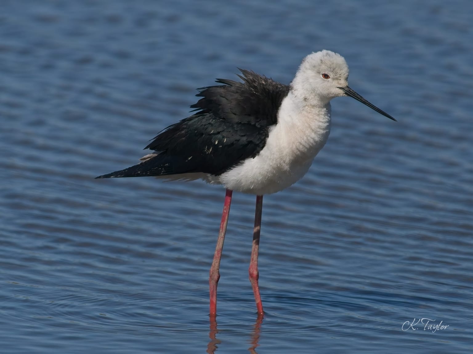 Black-winged Stilt