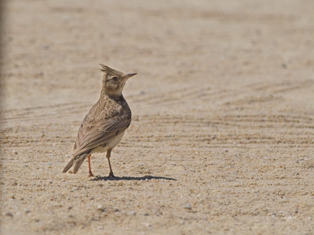 Crested Lark