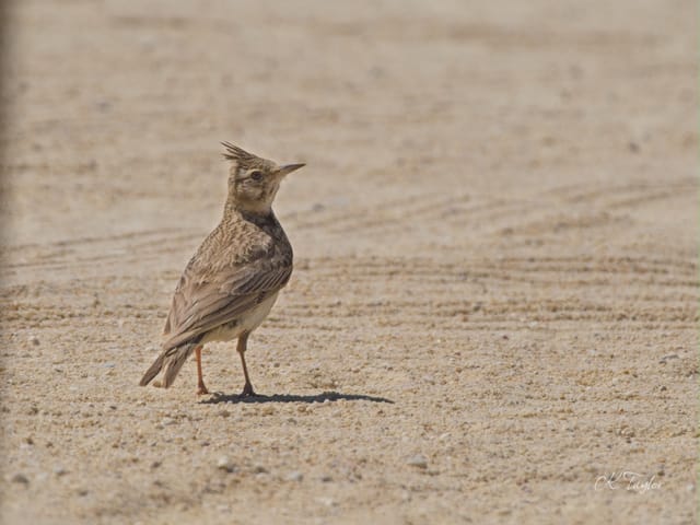 Crested Lark