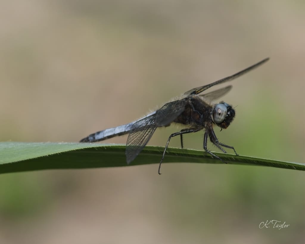 Scarce Chaser Dragonfly
