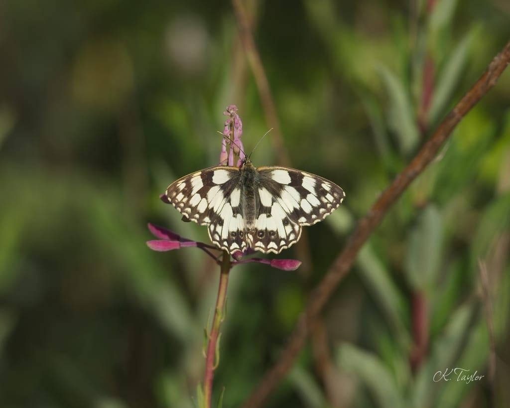 Marbled-white Butterfly