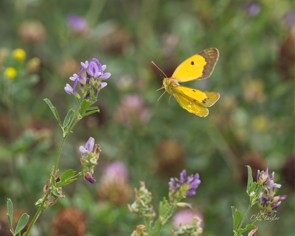 Clouded Yellow Butterfly