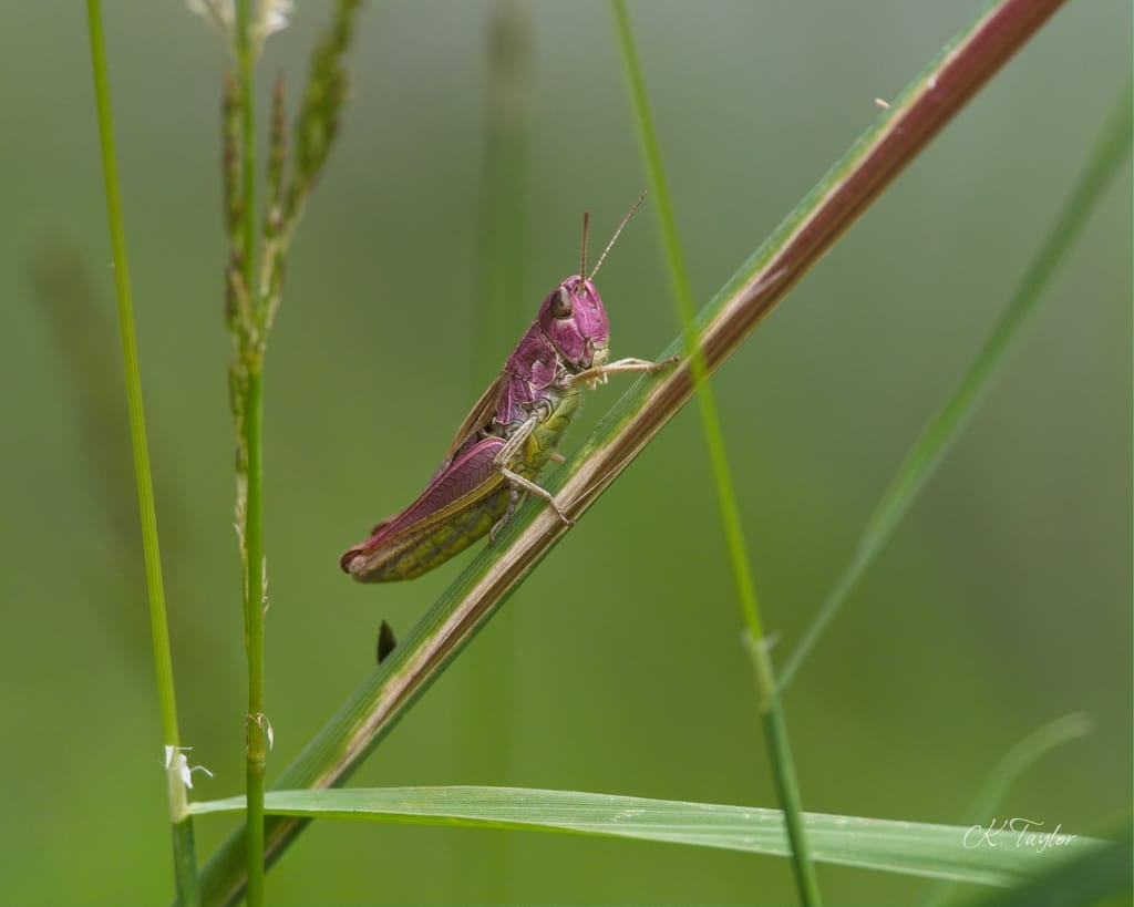 Pink grasshopper