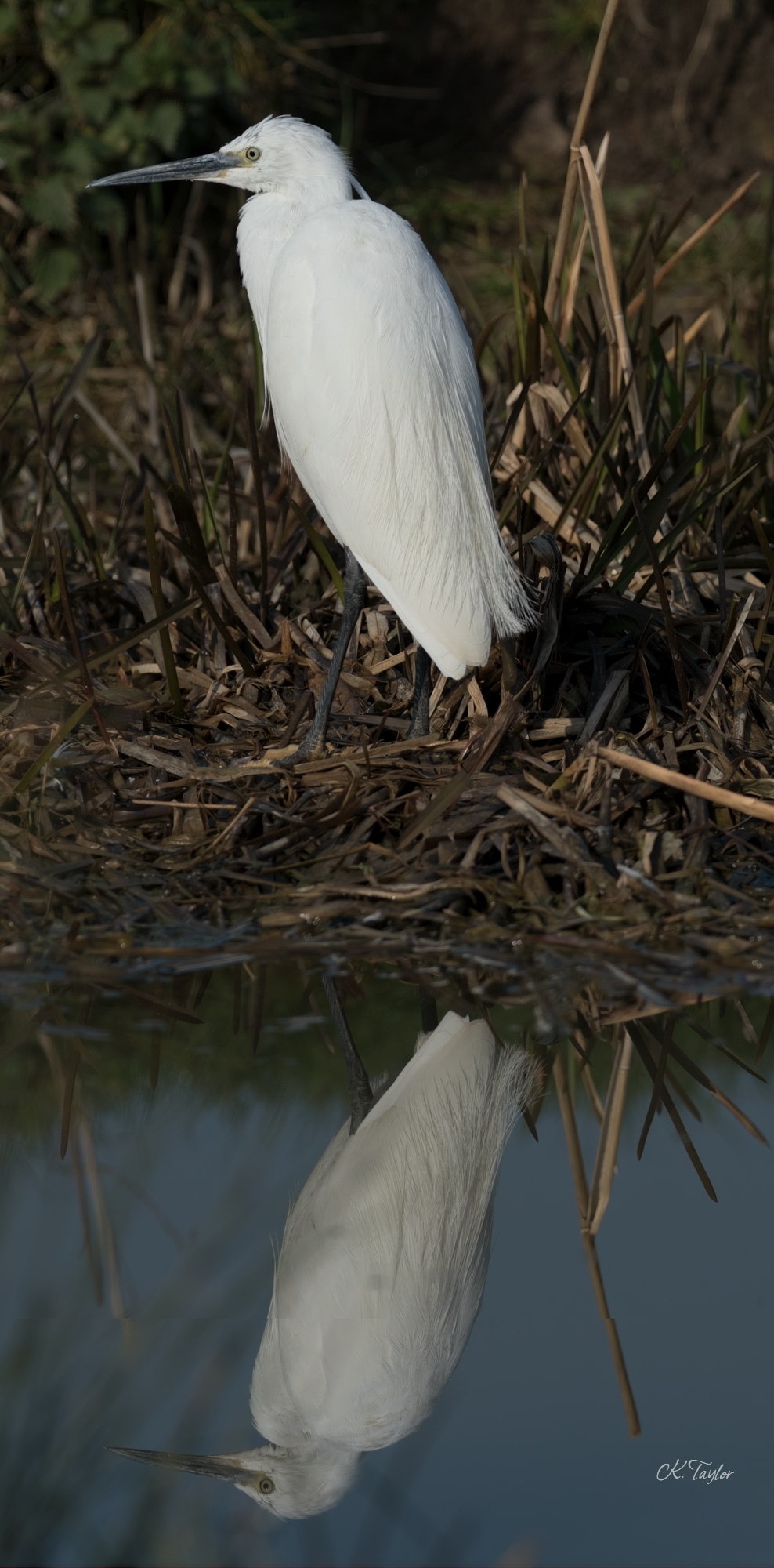 Little Egret