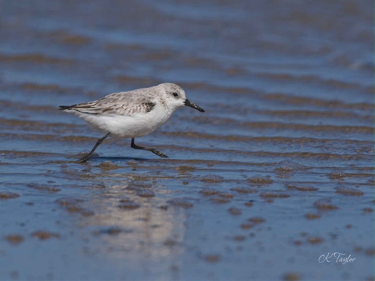 Sanderling