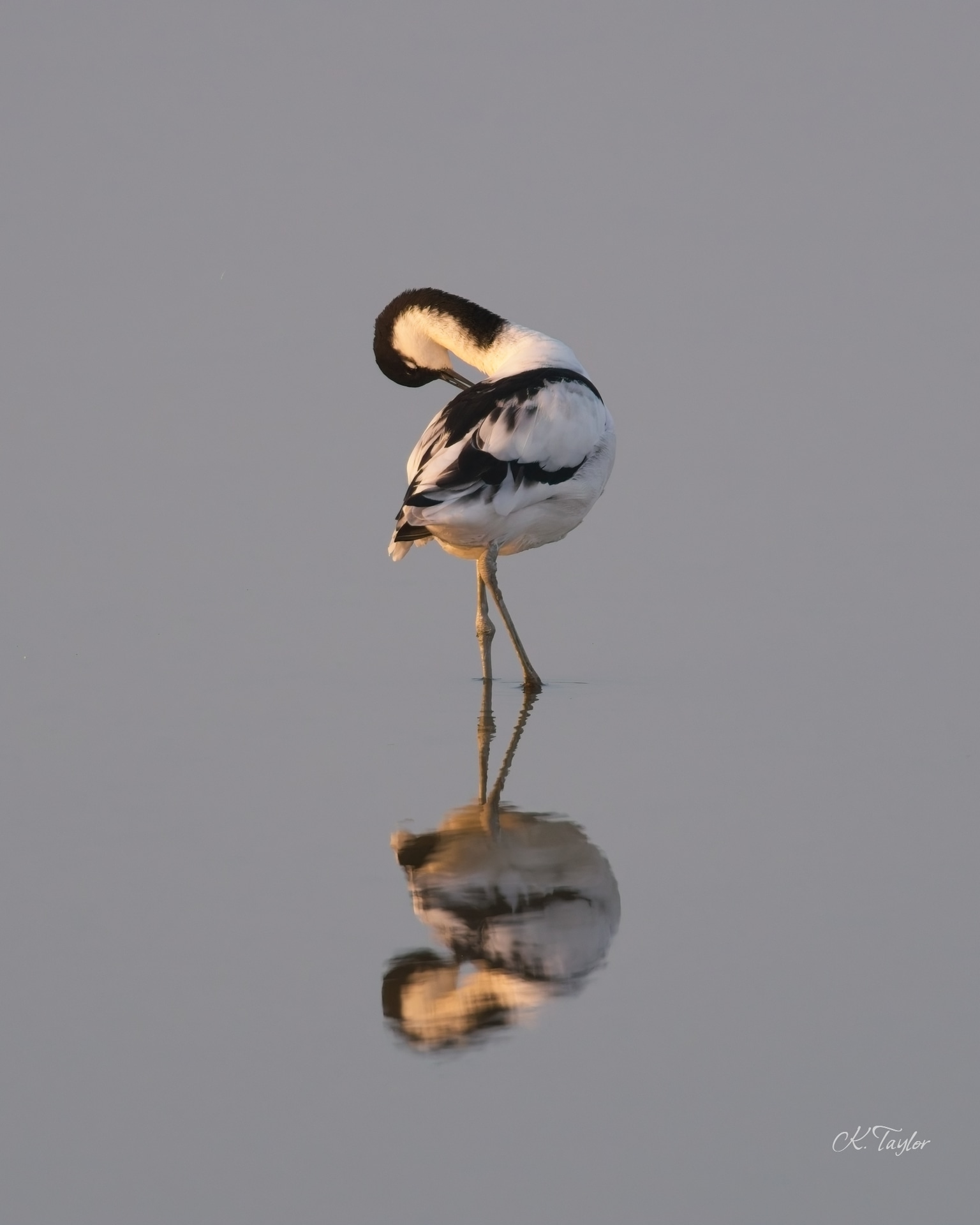 Avocet