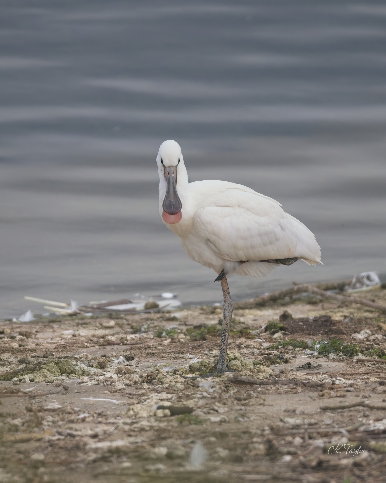 Juvenile Spoonbill