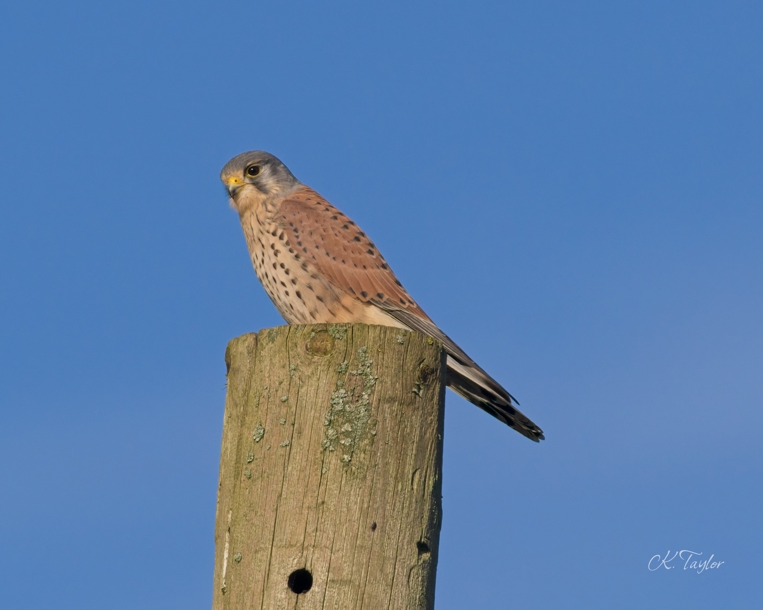 Kestrel