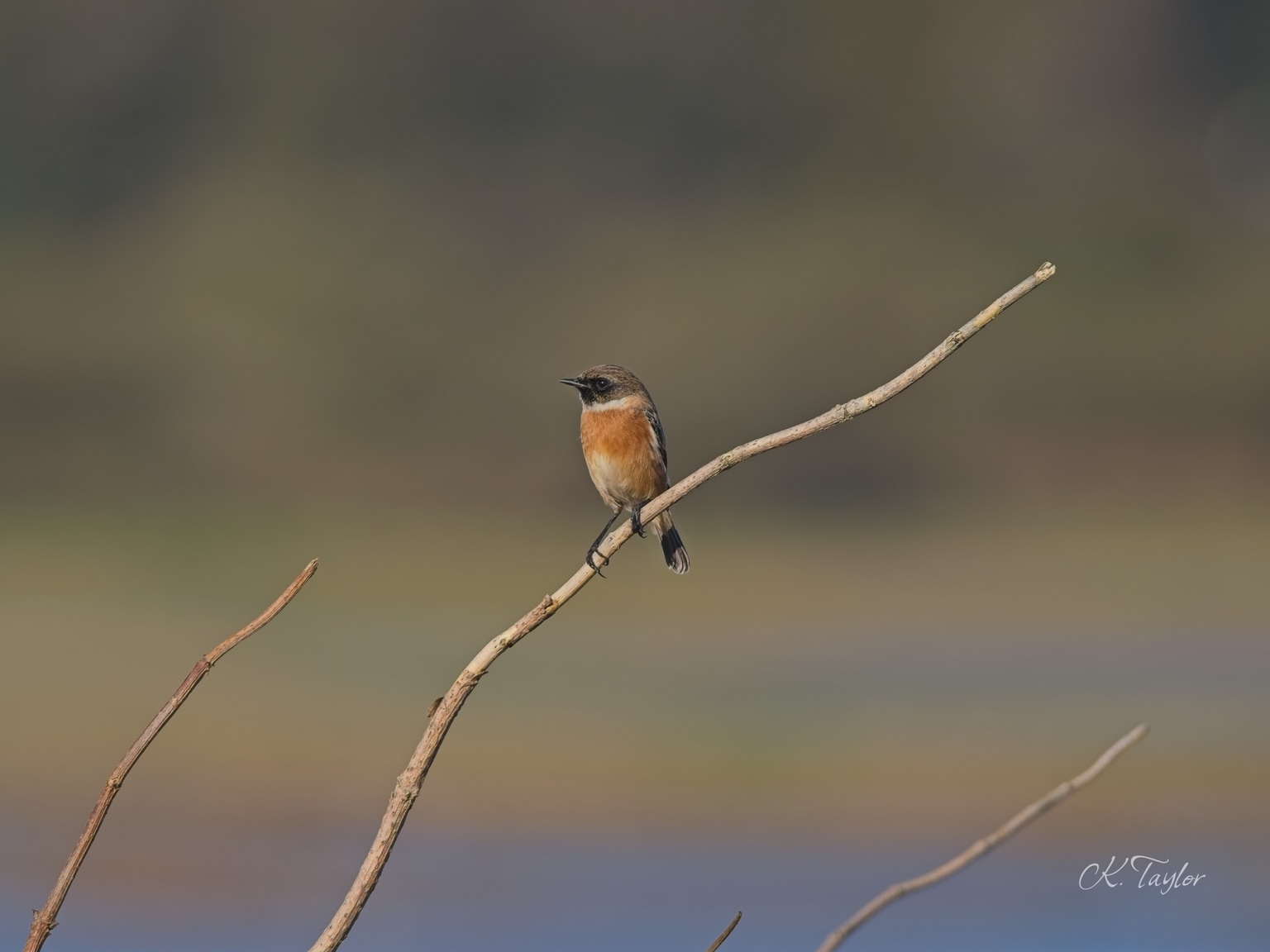 Stonechat