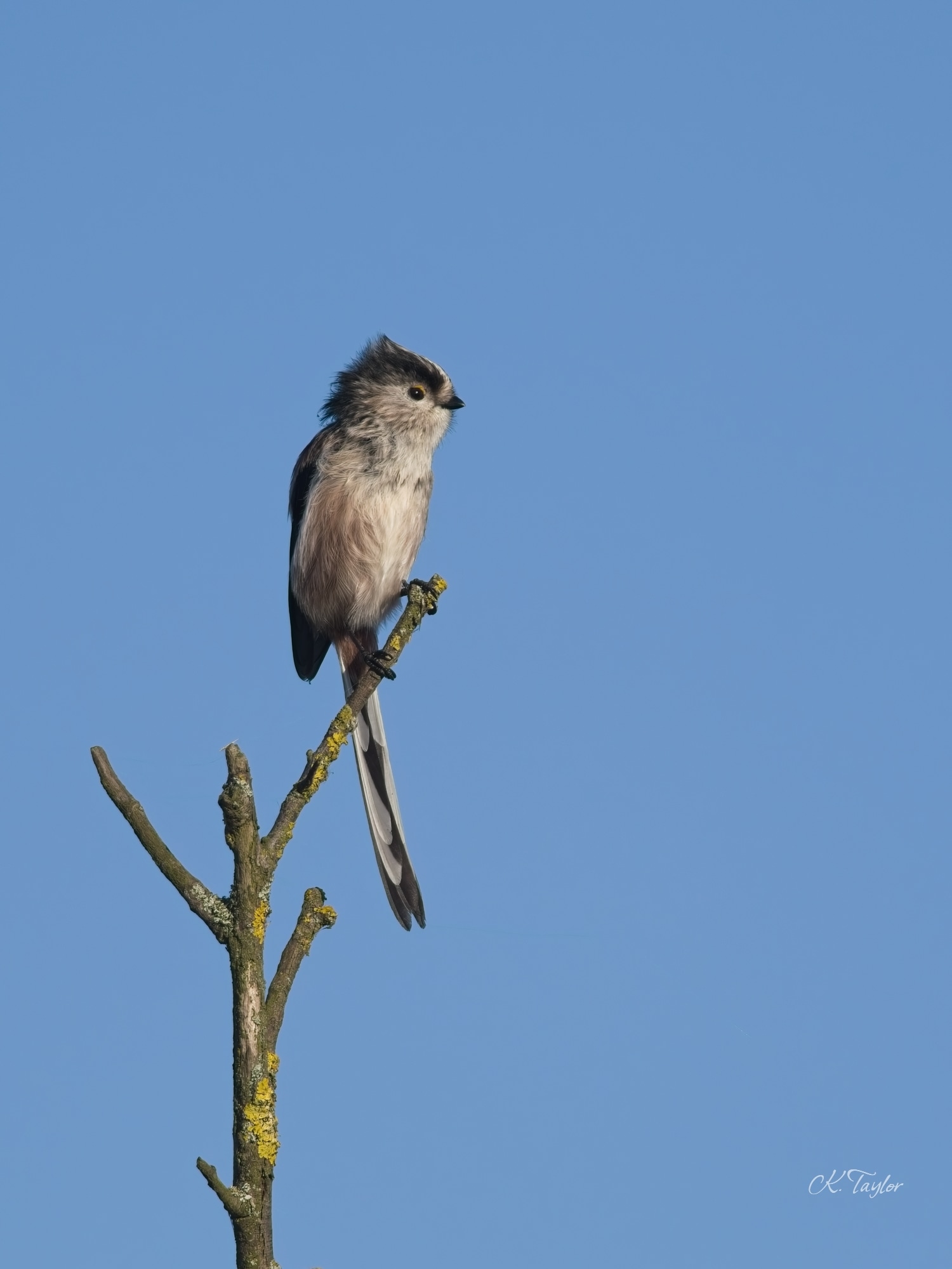 Long-tailed Tit