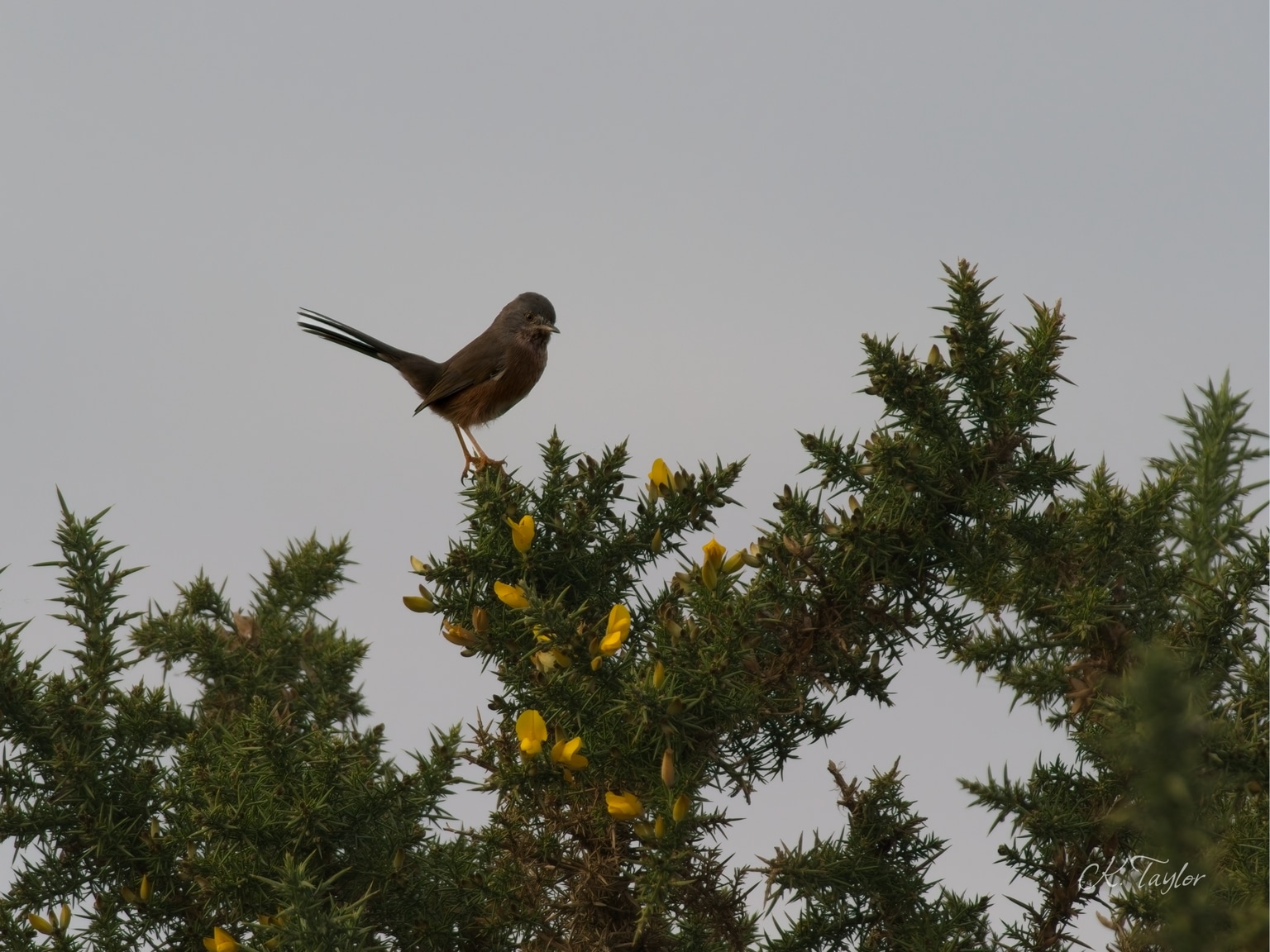 Dartford Warbler