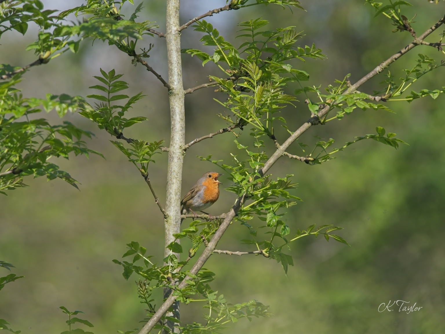 Singing Robin