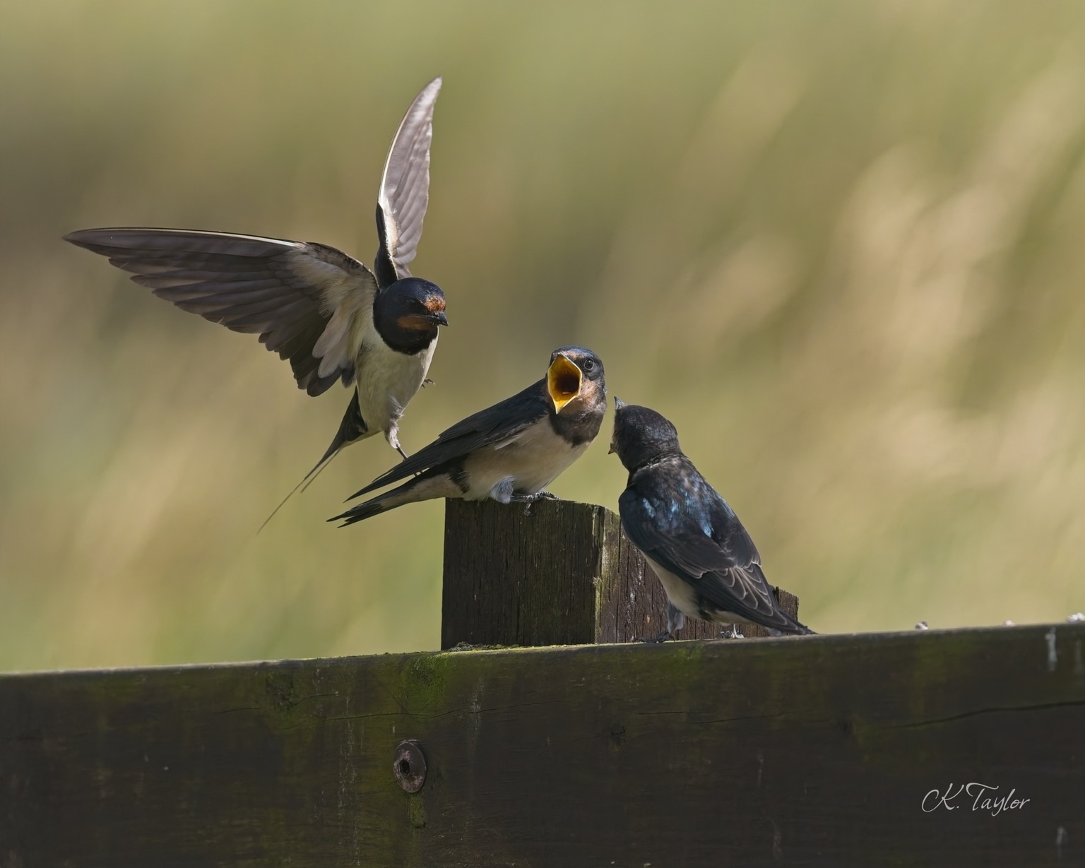 Barn swallow family