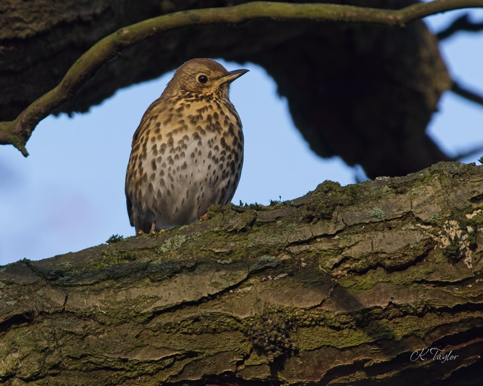 Song thrush