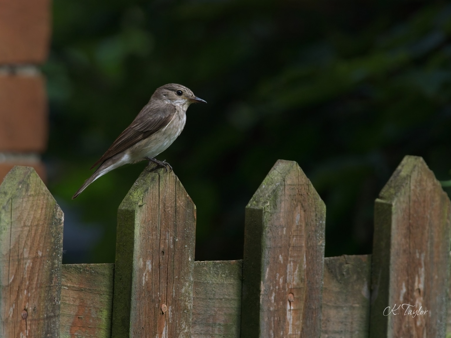 Spotted Flycatcher
