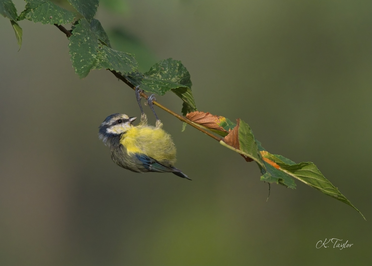 Acrobatic Blue Tit