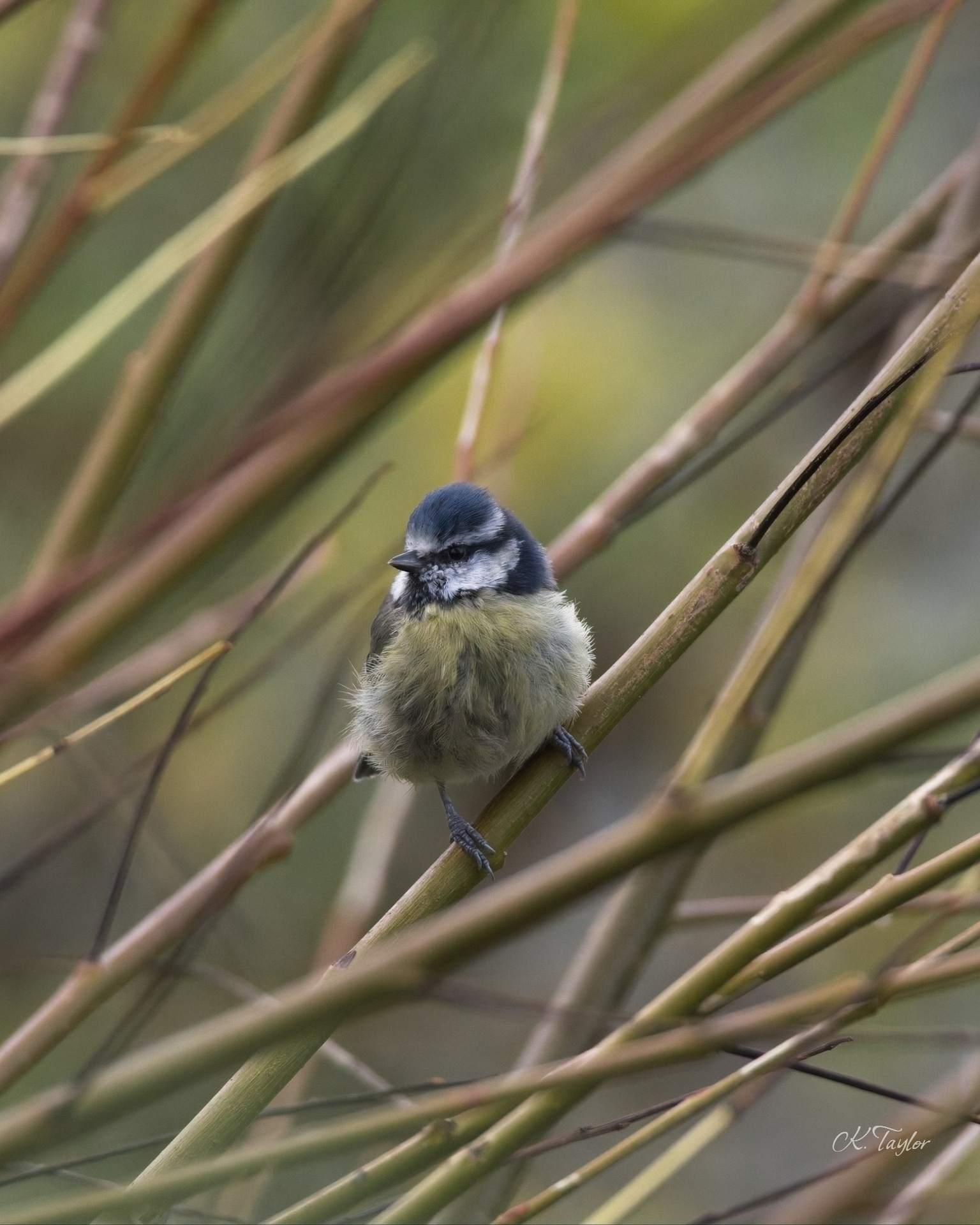 Blue Tit