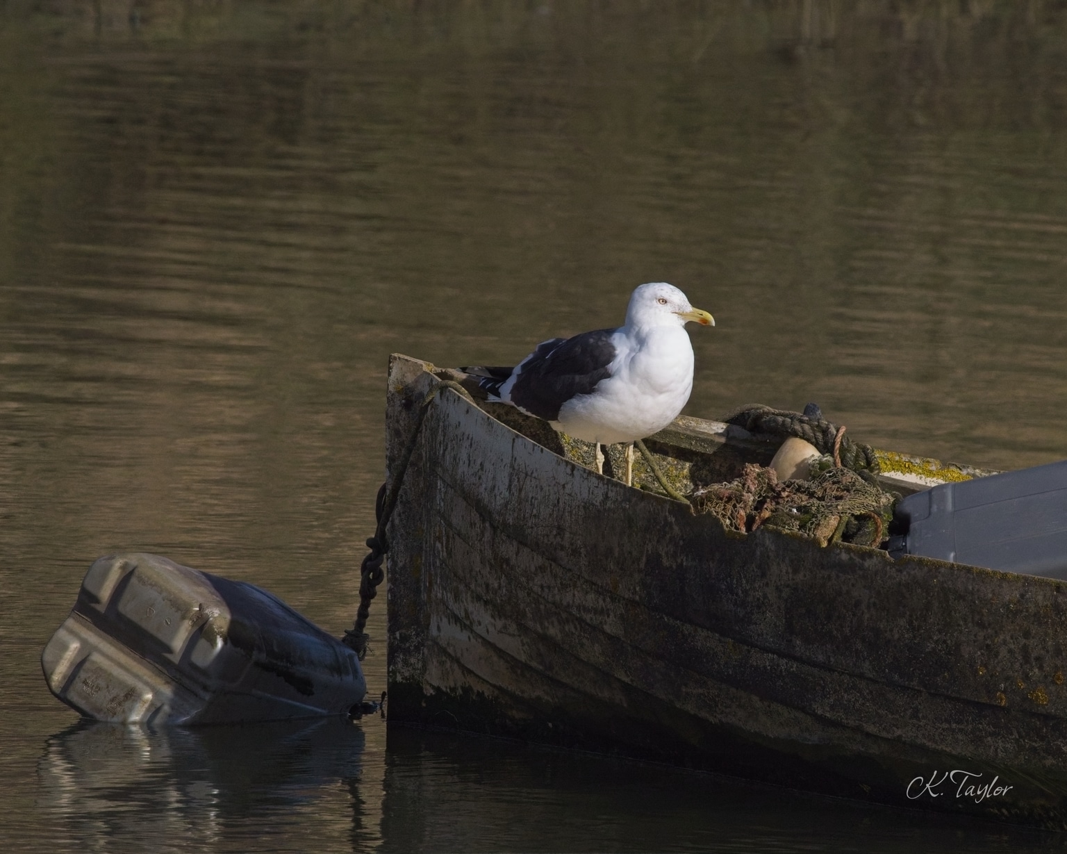 Lesser Black-backed Gull