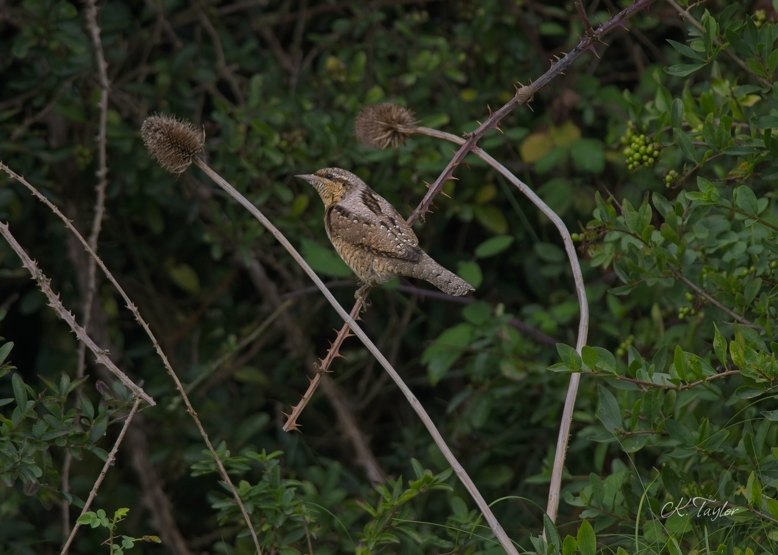 Wryneck