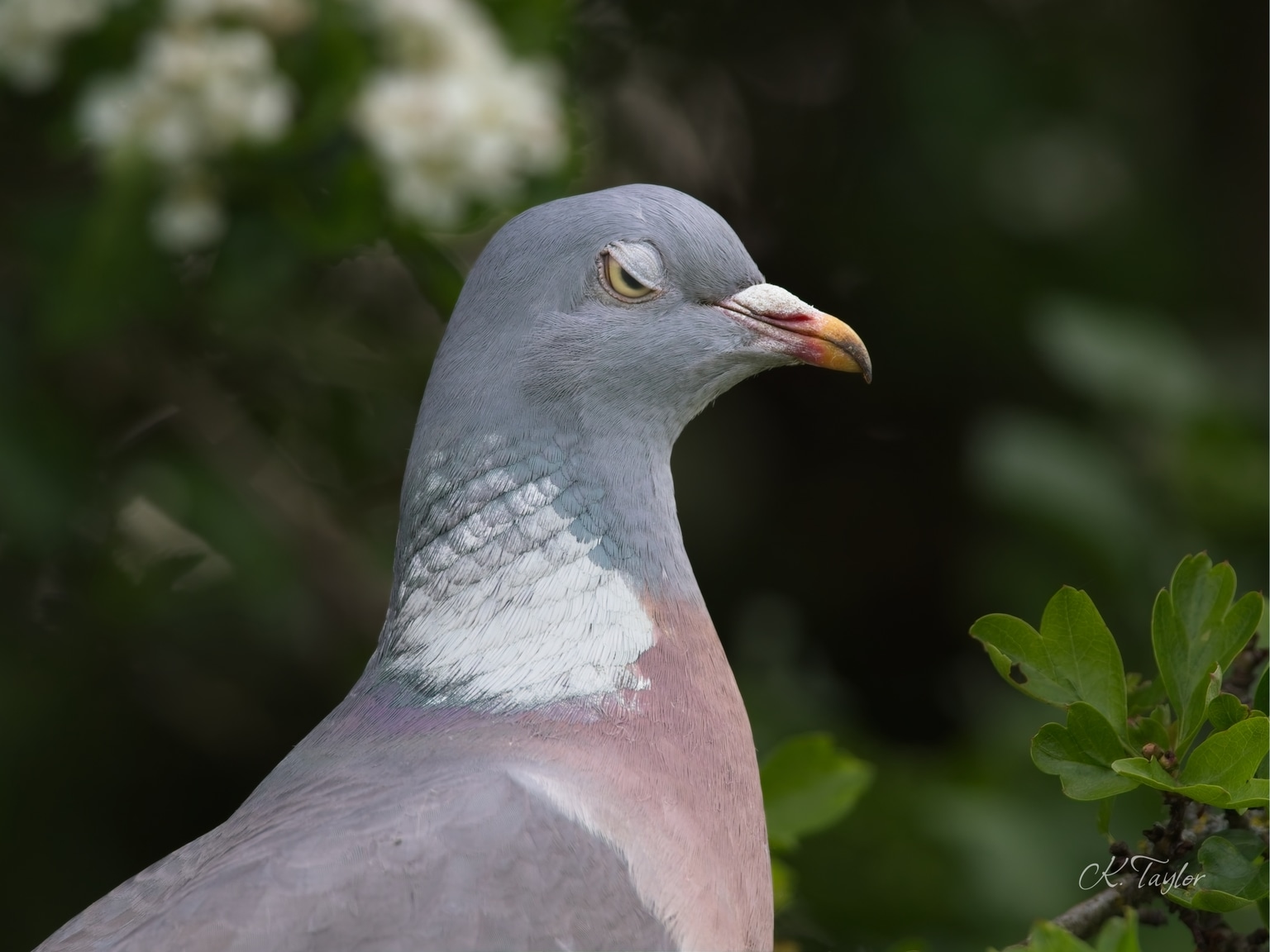 Woodpigeon