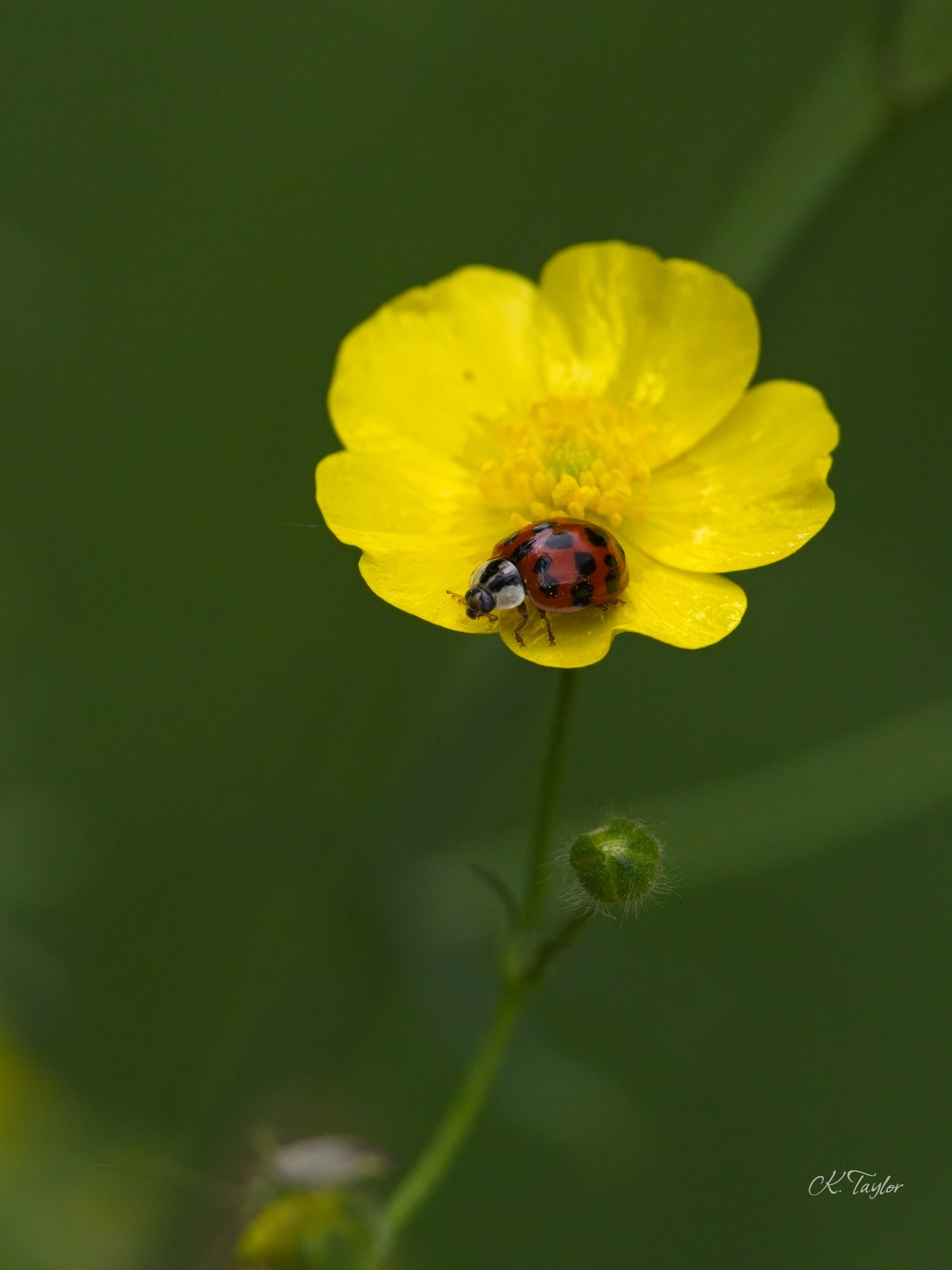 Ladybird on buttercup