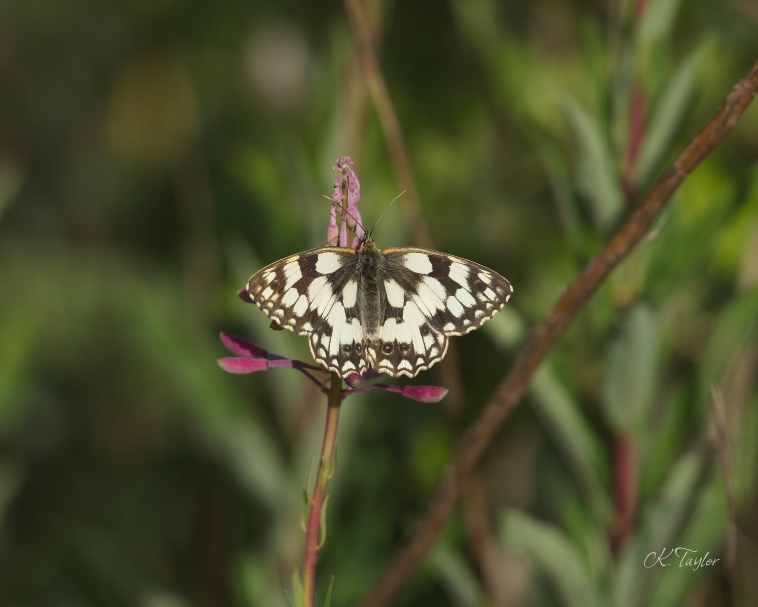 Marbled-white Butterfly