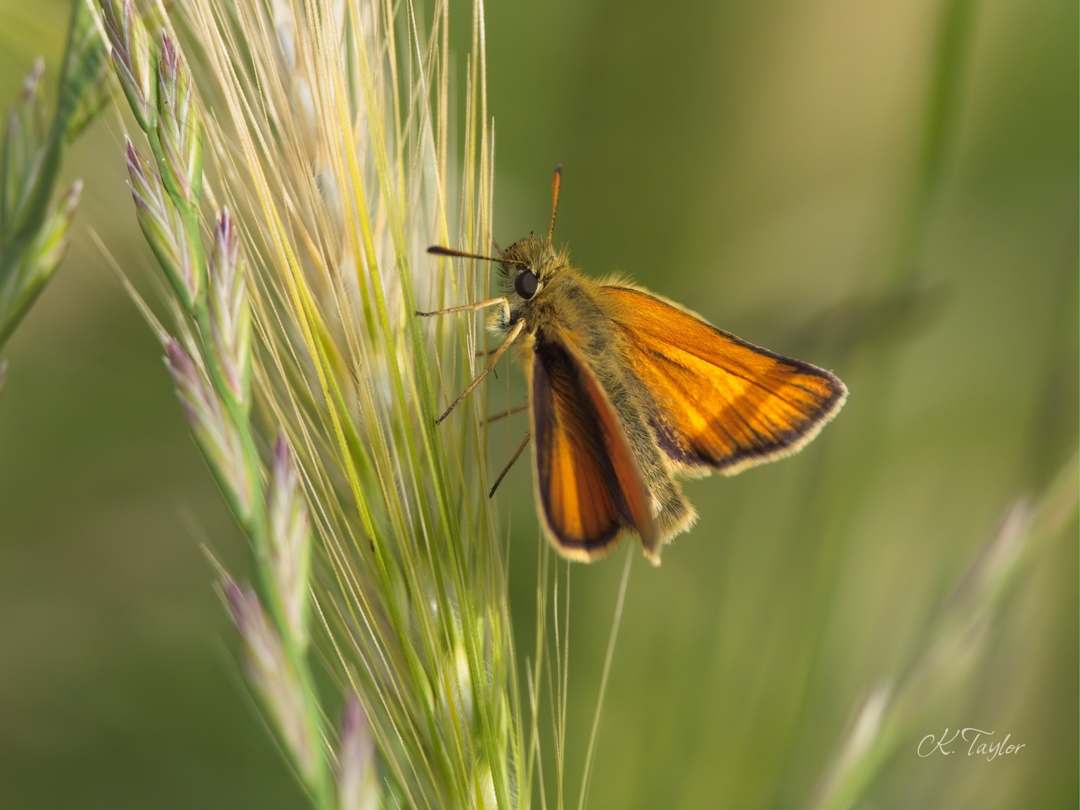 Skipper Butterfly
